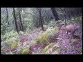 Sambar Deer Trail Camera Videos, Sharman Gully June 2024
