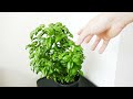 How To Save A Basil Plant (With Time Lapse)