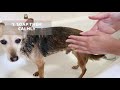 How to BATHE a DOG Who HATES WATER 🐶💧 (Tips)