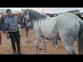 خيرات موجودة في سوق الأسبوعي سبت سطات نقدم لكم أتمنة خيول