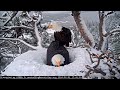 FOBBV CAM🦅Switcheroos In Winter Wonderland❄️Jackie Gets Some Me-Time🥚🥚🥚2024-02-02