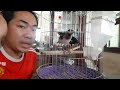 Tập Cho Chim Non Tự Ăn Có Khó Không ? Train the baby bird to feed itself@KhiNguyen Vlog