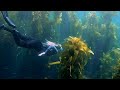 Catalina Island Snorkeling with Giant Sea Bass | Casino Point Dive Park