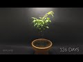 Growing Jalapeno Time Lapse - Seed to Fruit in 126 Days