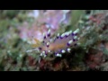 Nudibranch, flatworms and sea slugs Lembeh North Sulawesi HD