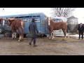 Amish Horses Arrive