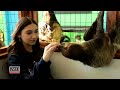 Sloth Bites 15-Year-Old Girl During Pet Store Visit