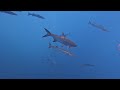 UNREAL Oil Rig Spearfishing Crystal Clear Water LAST TRIP in the PANGA || Gulf of Mexico