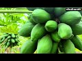 पपीता की खेती | Papita Ki Kheti Kaise Karen | Papaya Farming In India