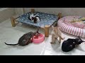 YOU LAUGH YOU LOSE🤣Best Funny Animals Video 2024😻🐶