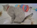 🤣 Funniest Cats and Dogs 🐕🐱 Best Funny Animals 2024 😘😹