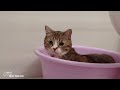 Soothing music for cats - Music helps the cat relax and helps the cat become obedient😺🎼