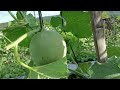 pupuk pembesar buah di umur 40 hst dan cara perawatan daun tetep aman