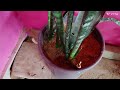 Snake  Plant Care Propagation | Sendiveria Snake Plant Faster Growth