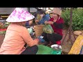Harvesting longan , Spiny Cucumber to the market to sell  Lucia Daily Life