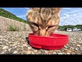 猫好きにはたまらない動画　16
