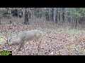 Trail camera reveals what I did not see!! Big buck on Christmas!! Southern Illinois trail cam video