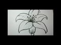 How To Draw Flowers - Draw A Lily Flower Easy Step By Step