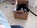 Momma cat steals her kitten back