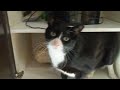 Naughty cat Max can't be left alone with an open cupboard for 30 seconds