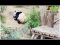 (SUB) Baby Panda Is Bombarded With Snow And Excited After Touching Snowy Tree│Panda Family🐼