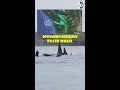 Orca Carrying its Death Calf