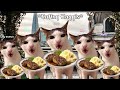 Cat Memes The London UK Full Roadtrip + Extra Scenes