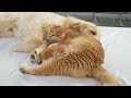 Golden Retriever Meets Tiny Kittens the Same Color as Him for the First Time