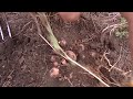 Growing Potatoes with a Slope without Hilling 🚀 Potato Cultivation According to Gordeev’s Technology