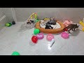 Funniest 2024😺Cats and 🥒 Cucumbers - Awesome Funny Pet Videos 😿🐶