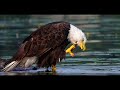 Male bald eagle 'Spot' eats a pike minnow then washes up and relaxes on a log.