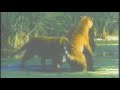 뱅갈호랑이 2마리 VS 아시아흑곰(tiger vs bear)