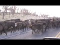 Cattle drive