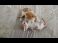 Funny Animal Videos 2023😂 - Funniest Cats And Dogs Video😺😁