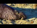 Nature: Elephant seals