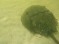 Horseshoe Crab