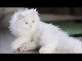 Cute kitten meowing Sound 2024! | catsworldshabeenkhan