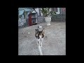 🐶😹 So Funny! Funniest Cats and Dogs 2024 🙀🤣 Funny Animal Videos 2024 #17