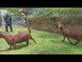 The Best Red Boer and Red Kalahari goat farm in village | Boer Goat Farm