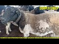 Dorper Sheep Original Farm in Village | Dorper Sheep Farming