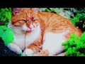 15 Minutes Soft Rain Sound to Relax Your Cats -  Deep Sleep, Stress Relief 🐱 number2