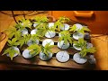 Pheno's Ocean Grown Dark Plasma ep2 The transplanting of the clones (oxyclone to coco)