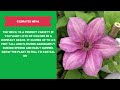 CLEMATIS VARIETIES - Plants Weekly