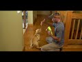 Labrador Retriever Teach Your Puppy To Fetch - Gun Dog Training