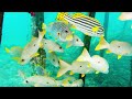 4K VIDEO Underwater Wonders - Beautiful Coral Reefs And Turtle, Relaxation Film With Peaceful Piano