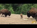 Bison Calves Born at Brookfield Zoo