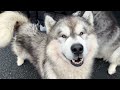 Dogs Say Goodbye To Adorable Little Girl! (Cutest Ever!!)