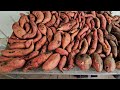 When & How to Harvest + How to Cure Sweet Potatoes