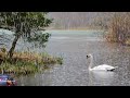 ASMR Peaceful  Swan On Rainy Lake | Relaxing Rain Sounds To Sleep, Meditation, Sooth Baby | 114