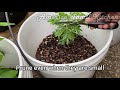 How to care for Curry leaf plant and grow a bushier Plant..